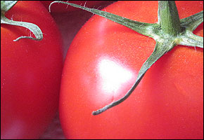 Tomatoes