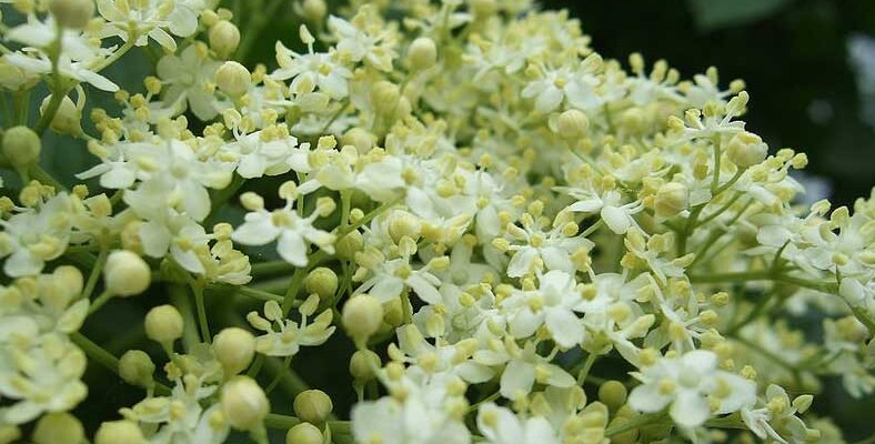 Close up of elder flowers