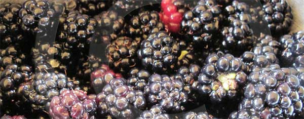 blackberries