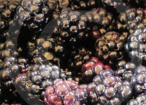 Blackberries