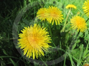 dandelions
