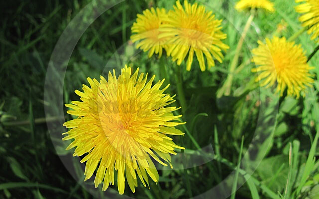 dandelions