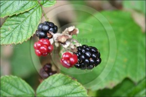 Hedgerow foods are fantastic sources of vitamin C Hedgerow foods are fantastic sources of vitamin C
