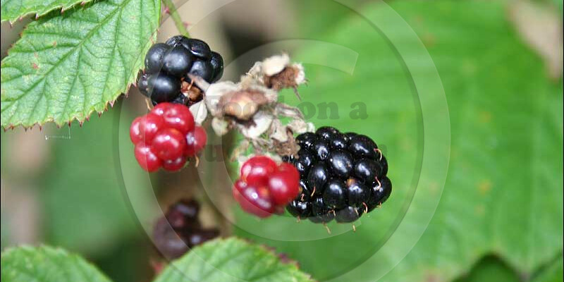 Hedgerow foods are fantastic sources of vitamin C