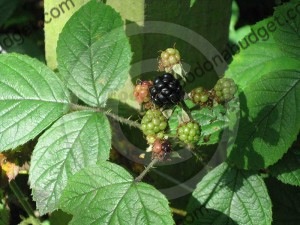 The british hedgerows are full of berries and fruits at this time of the year The british hedgerows are full of berries and fruits at this time of the year