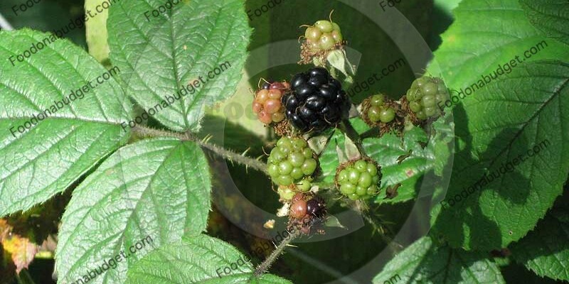 The british hedgerows are full of berries and fruits at this time of the year