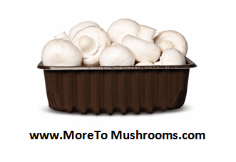 The Mushroom Bureau Logo